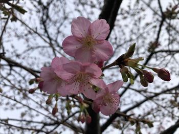 桜 (1).JPG