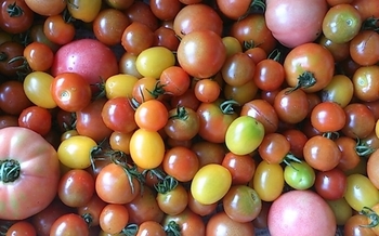 m_tomato1.jpg